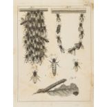 Bees.- Bazin (Gilles Augustin) The Natural History of Bees. Containing An Account of their …