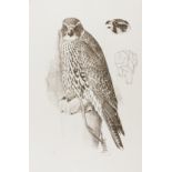 Circle Press.- Tunnicliffe (Charles Frederick) Hawks & Falcons: Ten Lithographs, one of 90 sets, …