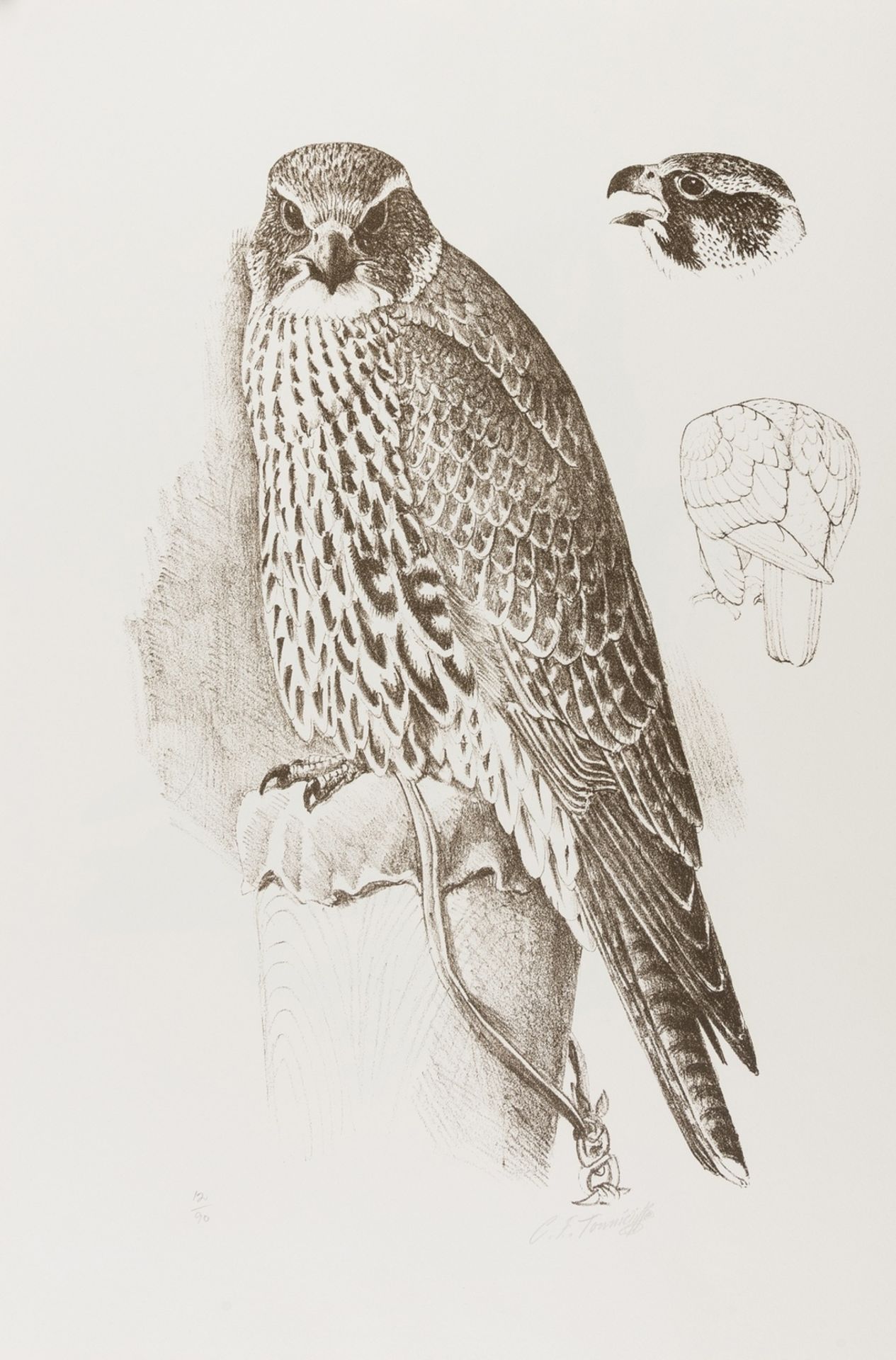 Circle Press.- Tunnicliffe (Charles Frederick) Hawks & Falcons: Ten Lithographs, one of 90 sets, …