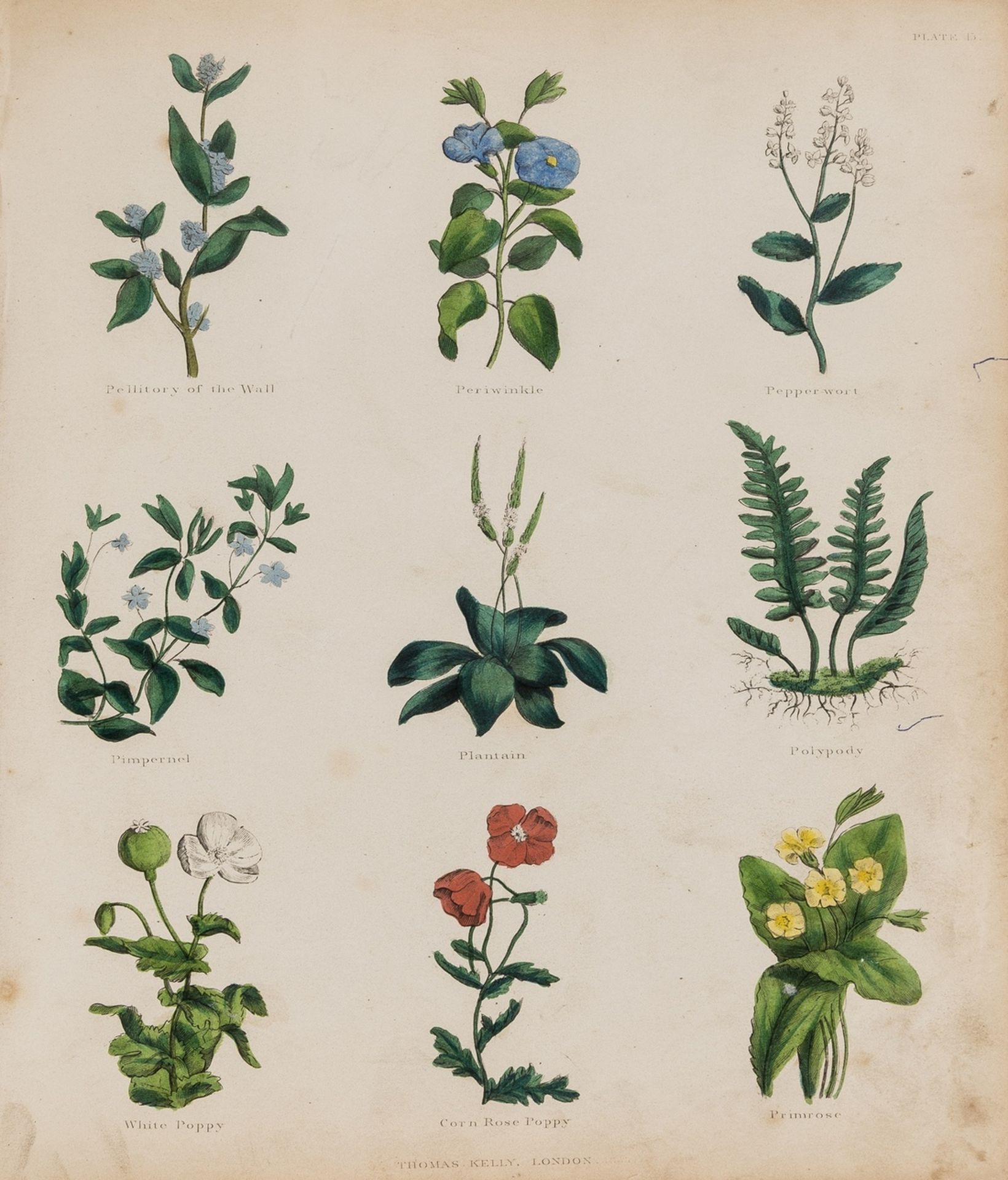 Herbal.- Culpeper (Nicholas) The Complete Herbal, Thomas Kelly, 1849.