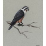 Birds.- Haywood (John) Two studies of a Red-thighed Falconet, Thailand, 20th century (2)