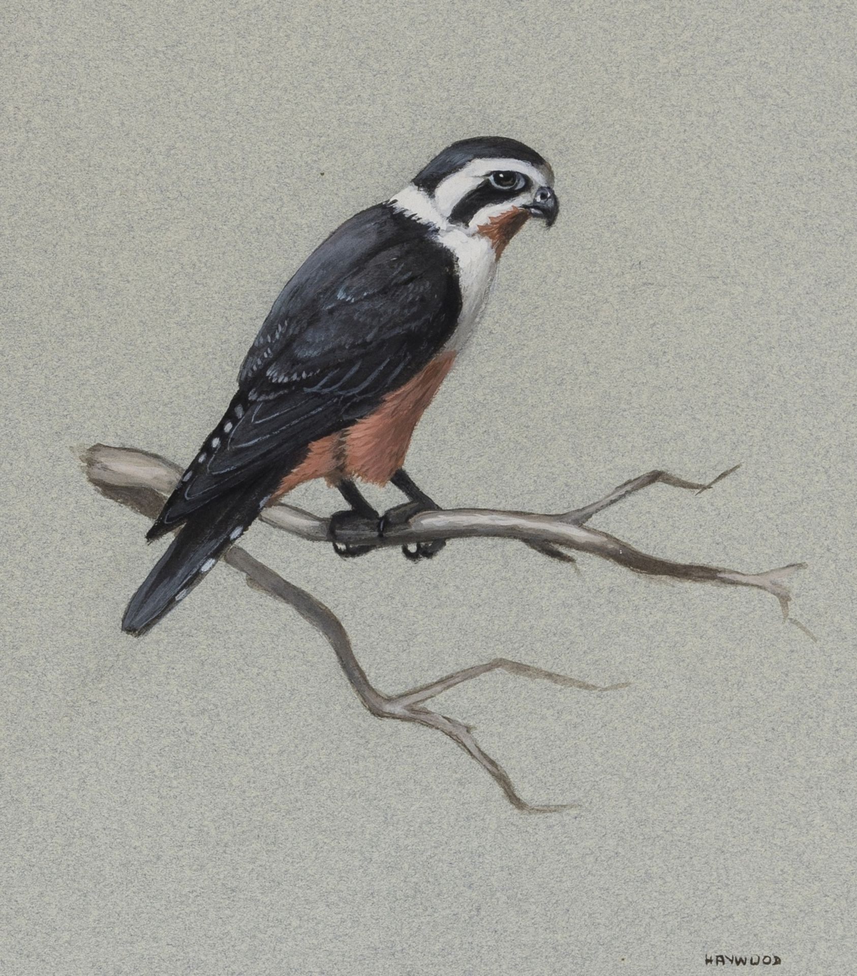 Birds.- Haywood (John) Two studies of a Red-thighed Falconet, Thailand, 20th century (2)