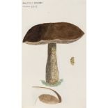 Botany.- Anonymous (English, early 20th century) Collection of over 200 original watercolours of …