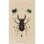 Samouelle (George) The Entomologist's Useful Compendium..., first edition, for Thomas Boys, 1819; …