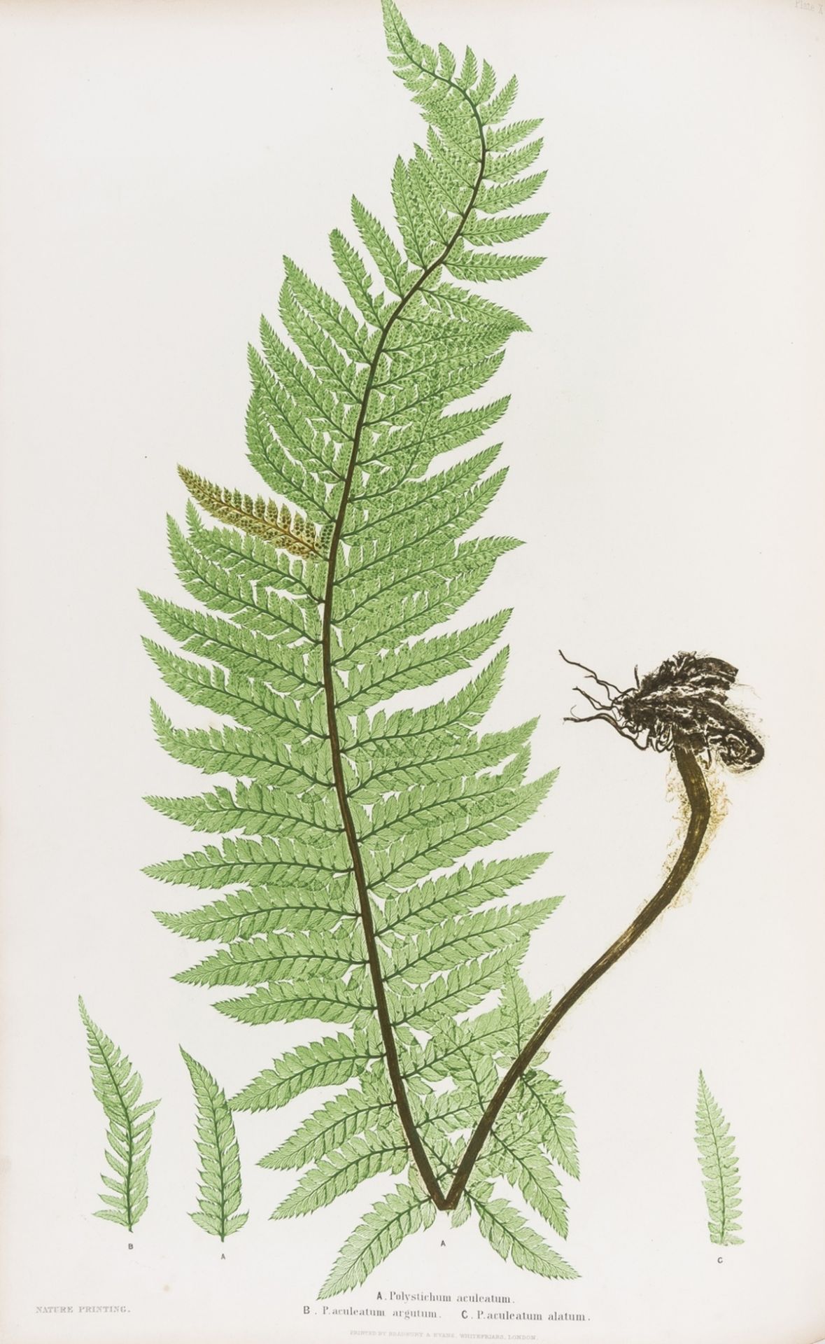 Ferns.- Moore (Thomas) The Ferns of Great Britain and Ireland, edited by John Lindley, 1855.