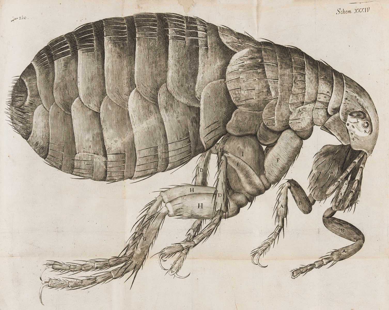 Hooke (Robert) Micrographia: or some Physiological Descriptions of Minute Bodies made by …