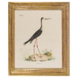 Birds.- Goldfuss (Georg August) Four plates of wading birds, from 'Naturhistorischer Atlas', …