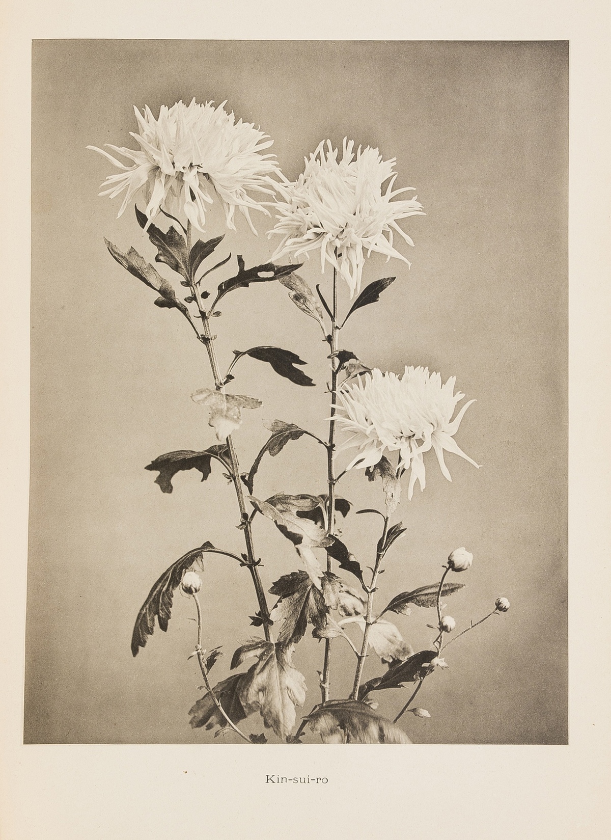 Japan.- Ogawa (Kazumasa) Chrysanthemums of Japan, Yokohama, 1890.