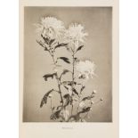 Japan.- Ogawa (Kazumasa) Chrysanthemums of Japan, Yokohama, 1890.