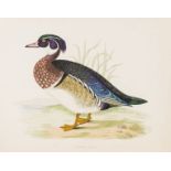 Morris (Beverley R.) British Game Birds and Wildfowl, first edition, hand-coloured plates, 1855.