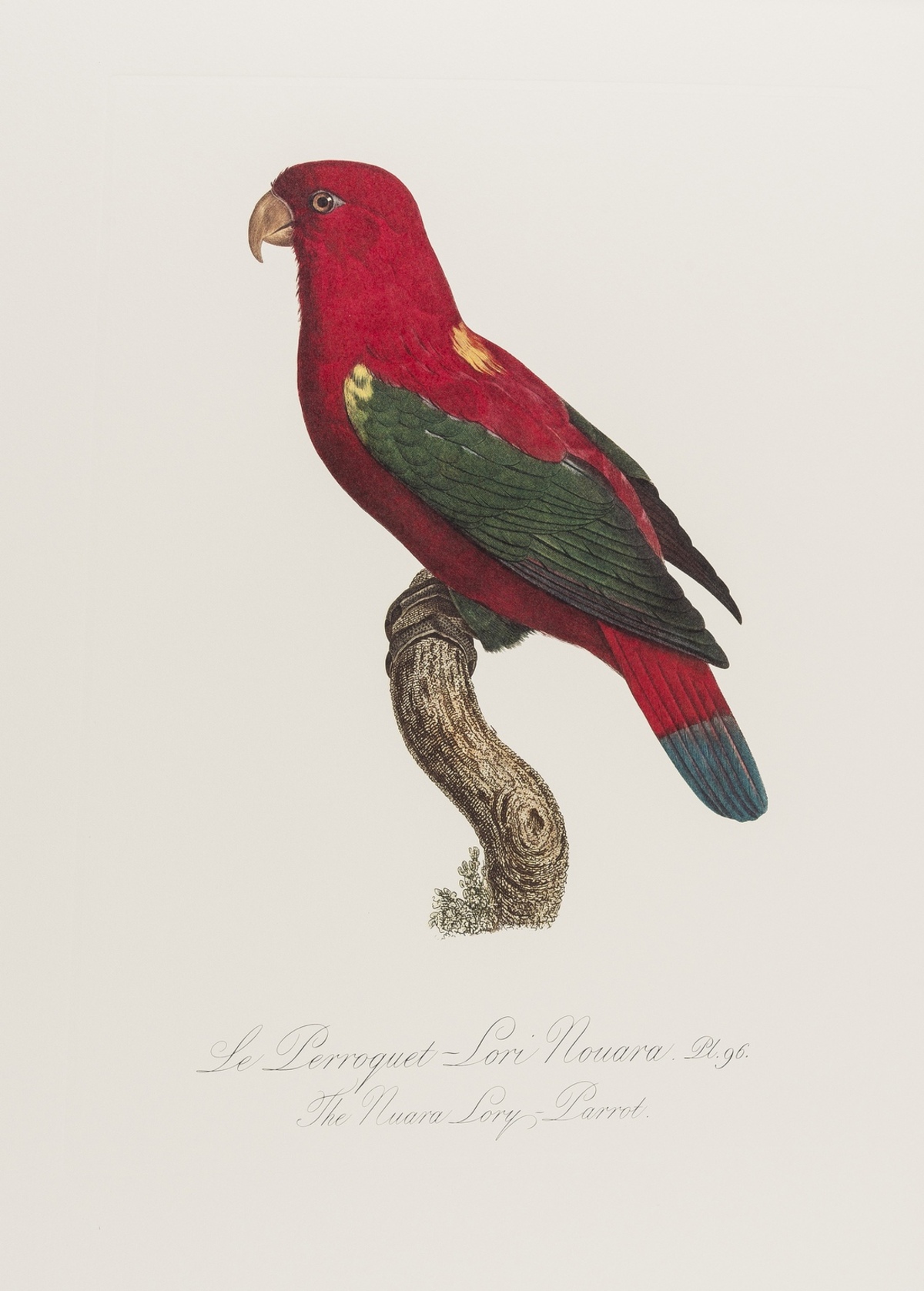 Parrots.- Levaillant (François) Histoire Naturelle des Perroquets, 2 vol., limited edition, …