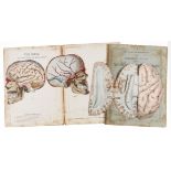 Anatomy.- Witkowski (G.J.) Human Anatomy and Physiology: A Movable Atlas, 4 parts only, …