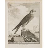 Birds of Prey.- Buffon (G.L.M.L., Comte de) A group of 18 engraved plates after De Seve from the …