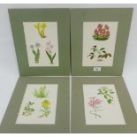 Set of four Victorian chromo lithograph botanical prints, in mounts but unframed (4)