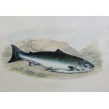 After Sir Wm Jardine, Male Salmon - River Tweed, a Lizars coloured engraved print, in a mount but