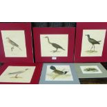 Charles Louis Muller coloured lithograph prints to include a Bush Hen and an African Lemon Dove, etc