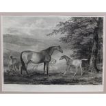 After Garrard, an engraved print of Horses, in amount but unframed 44 x 33cm