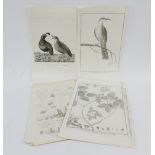 A quantity of Scientific and Natural History 18th century and later book plates to include Male and