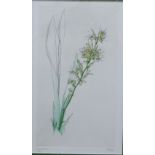 Freddie Theys (Belgium) botanical coloured engraved print, in a mount but unframed, 21 x 34cm