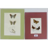 W. F Kirby, a 19th century coloured print of butterflies together with another, (2)