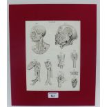 19th century Anatomical print, in a mount but unframed