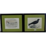 Two coloured bird prints in glazed frames, 26 x 20cm, (2)