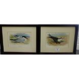 Archibald Thorburn, pair of coloured prints of birds to include 'Sooty Tern' and 'Caspian Tern',