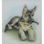 Daphne Hunter 'Alsatian Pup' Watercolour Signed in pencil, in a glazed frame, 23 x 26cm
