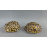 Two small terrapin shells, largest 10cm, (2)