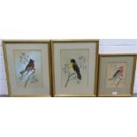 Group of three feathered bird pictures, in glazed giltwood frames, largest 23 x 35cm, (3)