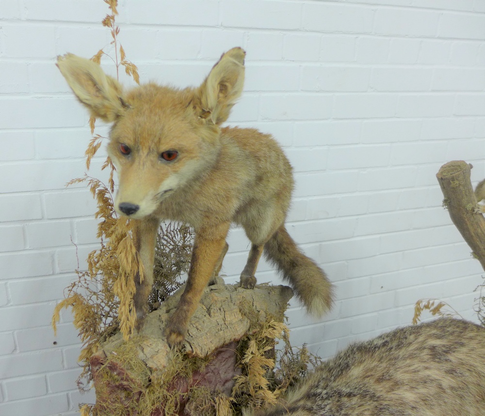 Taxidermy group of a fox, badger, squirrel, mole and rabbit, on a plinth base, 107 x 80 x 30cm - Image 5 of 5