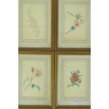 Set of four botanical watercolours, in glazed giltwood frames, 16 x 26cm (4)