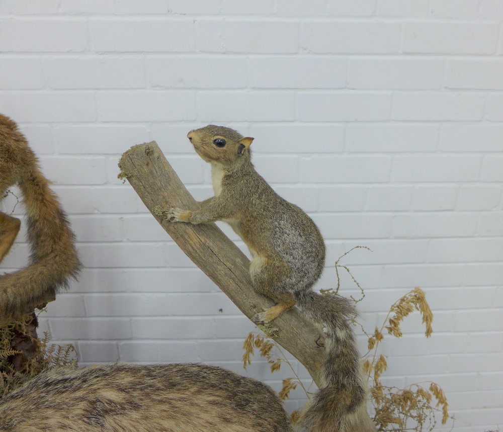 Taxidermy group of a fox, badger, squirrel, mole and rabbit, on a plinth base, 107 x 80 x 30cm - Image 3 of 5