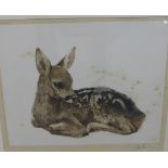 Fawn, coloured drypoint, in glazed frame, 33 x 28cm