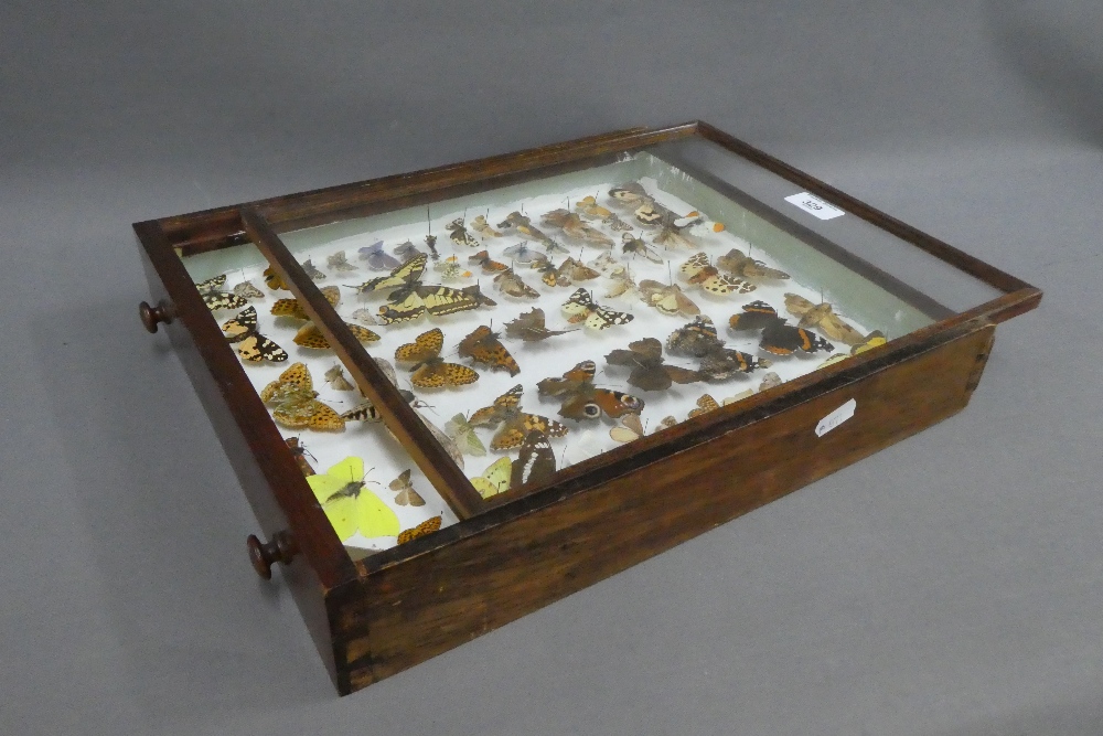 Showcase containing a collection of butterflies, case overall 33 x 38cm - Image 2 of 2