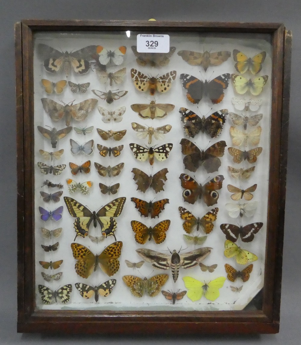 Showcase containing a collection of butterflies, case overall 33 x 38cm