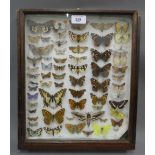 Showcase containing a collection of butterflies, case overall 33 x 38cm