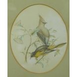 N. Sinclair, Birds, Watercolour, signed and dated 1862, in an oval mount with glazed rosewood frame,