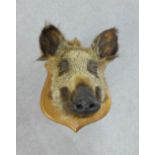 Taxidermy boars head on a wooden shield plaque,