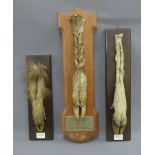 Three taxidermy hoof plaques, from Rallye Foret De Retz, (3)