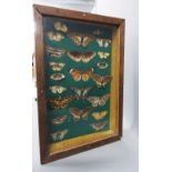 A collection of butterflies within a glazed showcase, 26 x 38cm