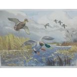 Winifred Austin (1876 - 1964) Mallards, Aquatint, signed in pencil, Framed under glass 30 x 23cm