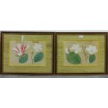 A pair of botanical watercolours, framed under glass, (2)