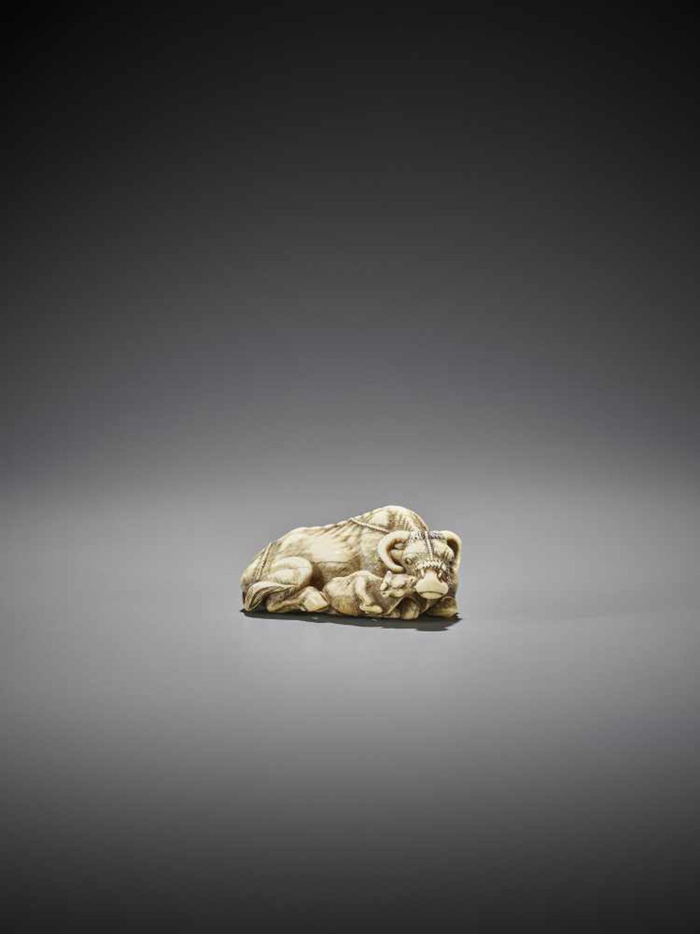 TOMOTADA: A GOOD IVORY NETSUKE OF A RECUMBENT COW WITH CALF