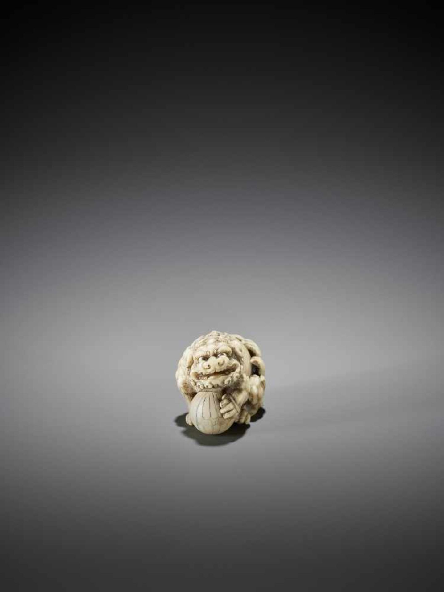 OKATORI: AN EXCELLENT IVORY NETSUKE OF A SHISHI WITH BALL - Bild 2 aus 13