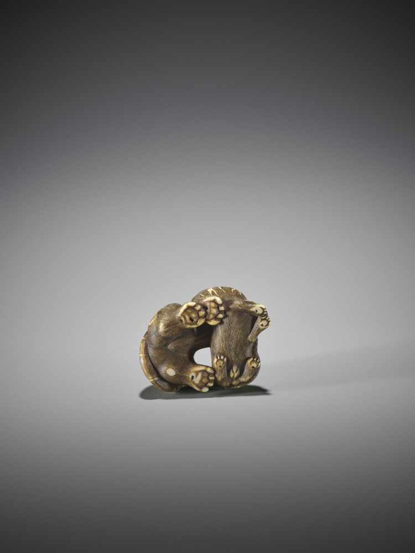 UNSHO HAKURYU II: A SUPERB IVORY NETSUKE OF A TIGER WITH CUB - Bild 9 aus 12