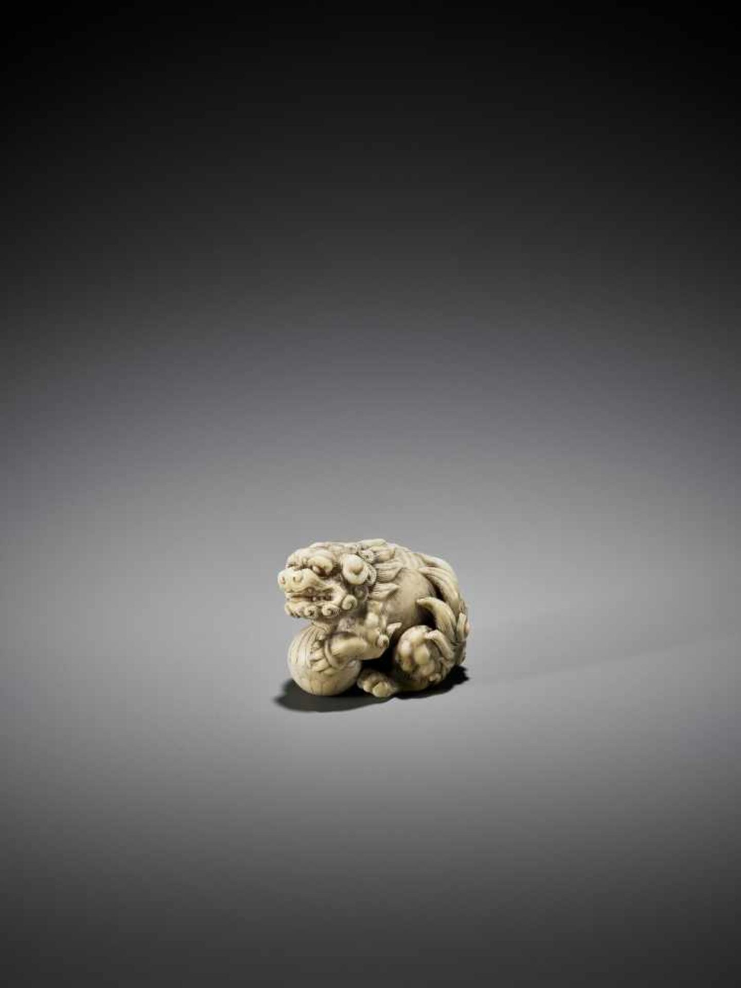 OKATORI: AN EXCELLENT IVORY NETSUKE OF A SHISHI WITH BALL