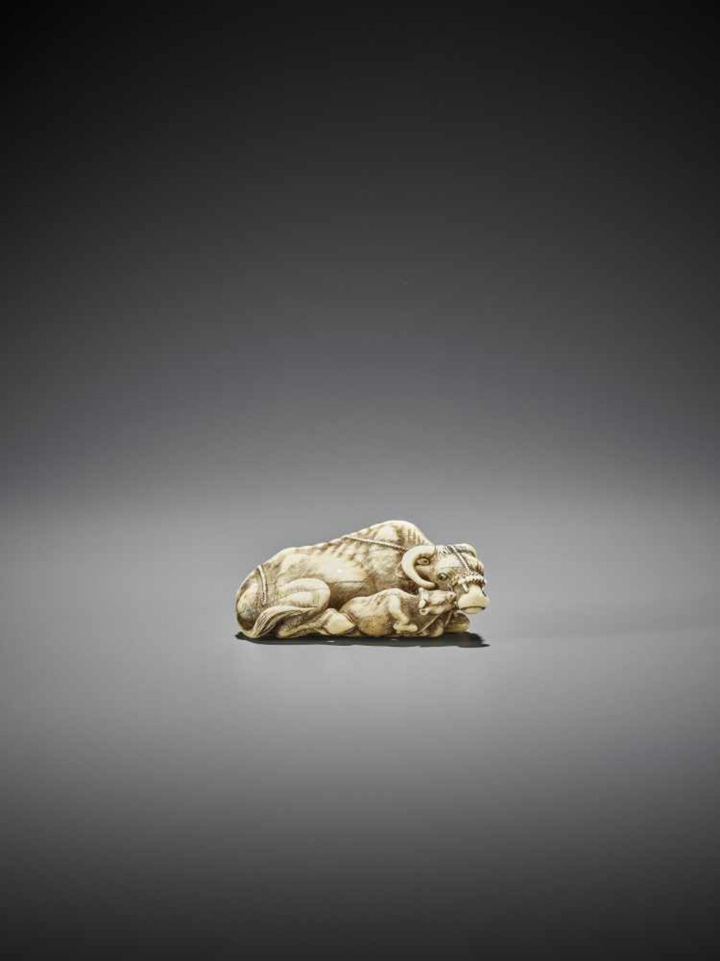 TOMOTADA: A GOOD IVORY NETSUKE OF A RECUMBENT COW WITH CALF - Image 5 of 11