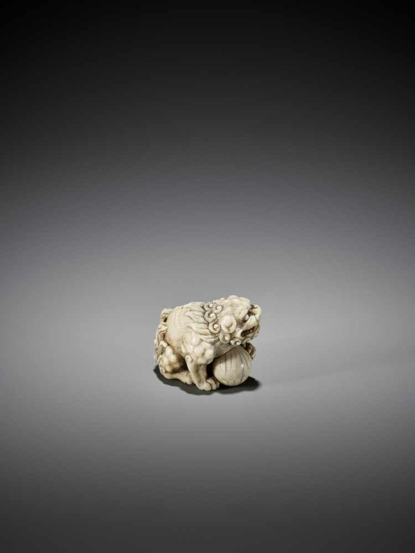 OKATORI: AN EXCELLENT IVORY NETSUKE OF A SHISHI WITH BALL - Image 9 of 13