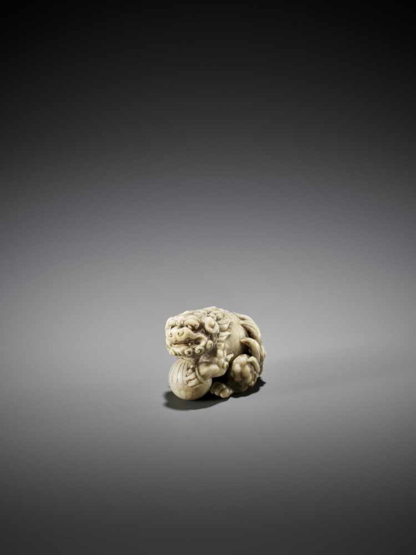 OKATORI: AN EXCELLENT IVORY NETSUKE OF A SHISHI WITH BALL - Bild 11 aus 13